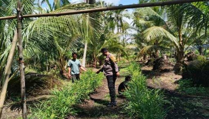 Bhabinkamtibmas Tanjung Raja AIPDA ADI ANWAR Dukung Ketahanan Pangan di Desa Sari Mulya