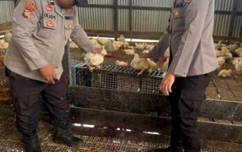Dukung Swasembada Pangan, Personil KSKP Polres Inhil Berikan Penyuluhan Kiat Sukses ke Peternak ayam