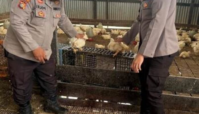 Dukung Swasembada Pangan, Personil KSKP Polres Inhil Berikan Penyuluhan Kiat Sukses ke Peternak ayam