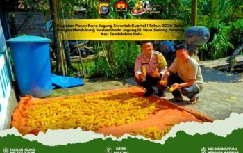 Hasil 400 Kg Jagung, Polsek Tembilahan Hulu Perkuat Lumbung Pangan Desa