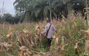 Polsek Sabak Auh Pantau Kesiapan Panen Jagung Program Ketahanan Pangan, Tanaman Masuki Usia 99 Hari