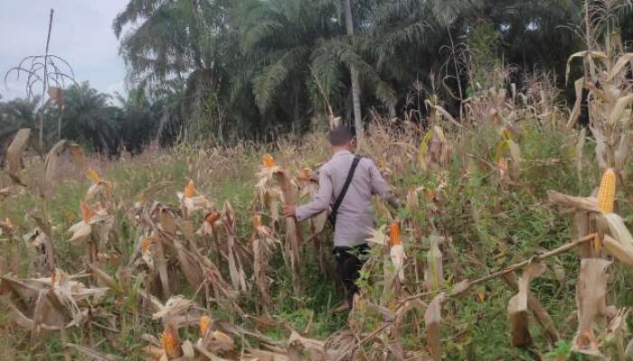 Polsek Sabak Auh Pantau Kesiapan Panen Jagung Program Ketahanan Pangan, Tanaman Masuki Usia 99 Hari
