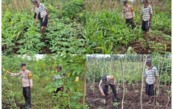 Perkuat Ketahanan Pangan, Polsek Pelangiran Kawal Pertumbuhan Tanaman Kelompok Tani Hingga Panen