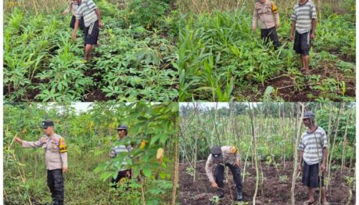 Perkuat Ketahanan Pangan, Polsek Pelangiran Kawal Pertumbuhan Tanaman Kelompok Tani Hingga Panen