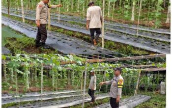Sinergi Polri dan Petani, Tanaman Gambas serta Pare di Pelangiran Tunjukkan Perkembangan Positif