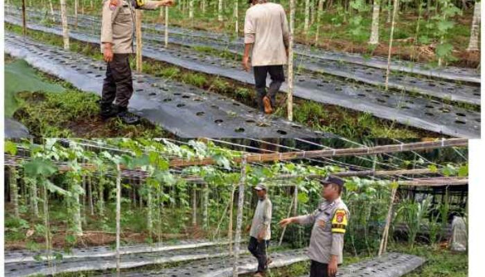 Sinergi Polri dan Petani, Tanaman Gambas serta Pare di Pelangiran Tunjukkan Perkembangan Positif