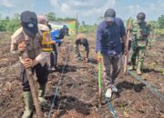 Sinergi Polri dan Warga, Polsek Pelangiran Tanam Jagung di Desa Baung Rejo Jaya