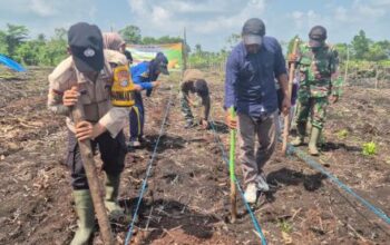 Sinergi Polri dan Warga, Polsek Pelangiran Tanam Jagung di Desa Baung Rejo Jaya