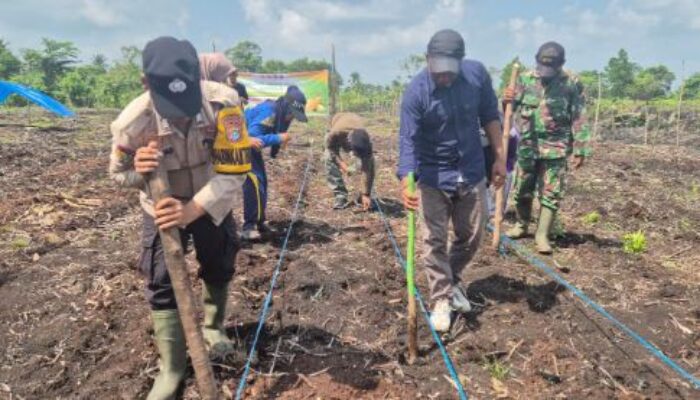 Sinergi Polri dan Warga, Polsek Pelangiran Tanam Jagung di Desa Baung Rejo Jaya