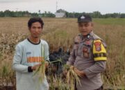 Panen Padi 2 Hektare di Sanglar, Polri Perkuat Program Swasembada Pangan