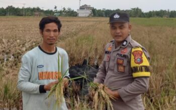 Panen Padi 2 Hektare di Sanglar, Polri Perkuat Program Swasembada Pangan