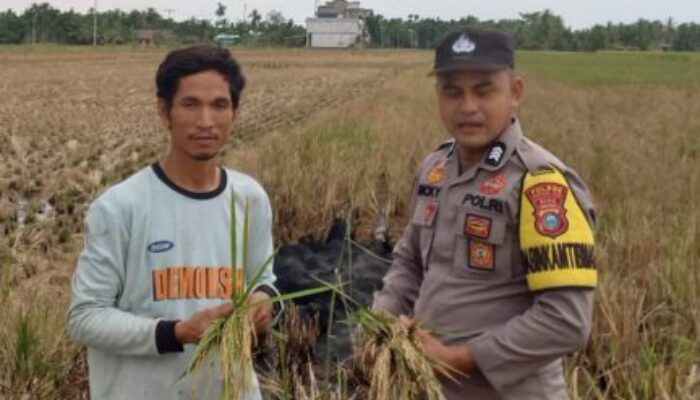 Panen Padi 2 Hektare di Sanglar, Polri Perkuat Program Swasembada Pangan