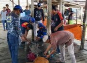 Buaya 2,5 Meter yang Resahkan Warga Kuala Lahang Akhirnya Ditangkap