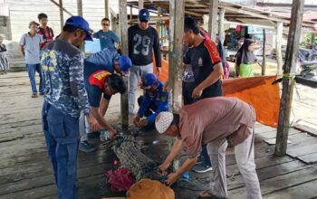 Buaya 2,5 Meter yang Resahkan Warga Kuala Lahang Akhirnya Ditangkap