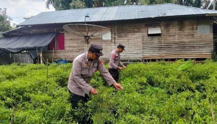 2.Polsek KSKP Tembilahan Ajak Warga Tanam Cabai Rawit, Perkuat Ketahanan Pangan dan Tekan Inflasi