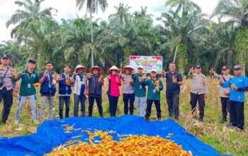 Panen Raya Jagung di Sabak Auh, Polsek dan Kelompok Tani Dukung Program Ketahanan Pangan Nasional