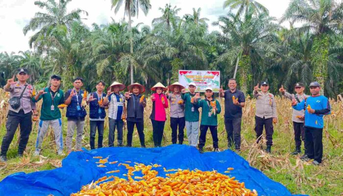 Panen Raya Jagung di Sabak Auh, Polsek dan Kelompok Tani Dukung Program Ketahanan Pangan Nasional