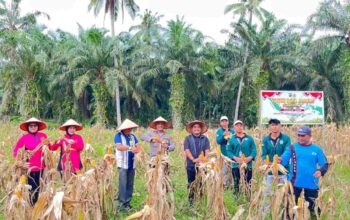 Polsek Sabak Auh Pantau Panen Jagung Pipil, Dukung Program Ketahanan Pangan Asta Cita