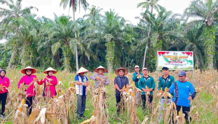 Polsek Sabak Auh Pantau Panen Jagung Pipil, Dukung Program Ketahanan Pangan Asta Cita