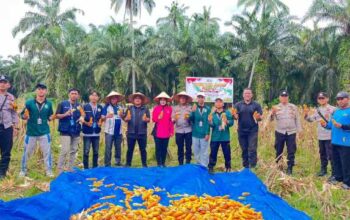 Polsek Sabak Auh Pantau Lahan Jagung Pipil, Dukung Program Ketahanan Pangan Asta Cita di Siak