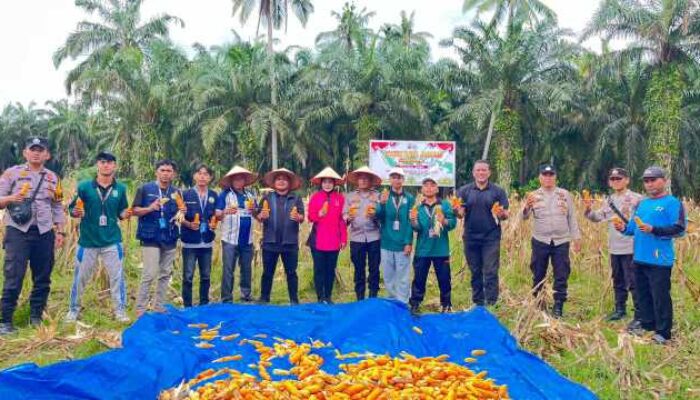 Polsek Sabak Auh Pantau Lahan Jagung Pipil, Dukung Program Ketahanan Pangan Asta Cita di Siak