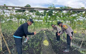 Tanam Timun hingga Kacang Panjang, Polsek Kateman Perkuat Ketahanan Pangan dari Rumah Tangga
