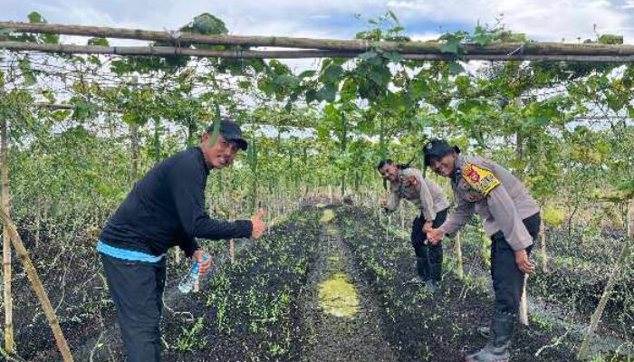 Tanam Timun hingga Kacang Panjang, Polsek Kateman Perkuat Ketahanan Pangan dari Rumah Tangga