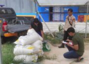 Jagung Hasil Program Ketahanan Pangan di Sabak Auh Disalurkan ke Bulog, Capai 295 Kg