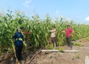 Tanaman Jagung Tumbuh Optimal, Polsek Sungai Batang Turun Langsung Monitoring Lahan 2 Hektare di Benteng