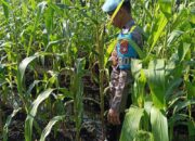 Polsek KSKP Tembilahan Tinjau Perkembangan Jagung Dukung Program Asta Cita Ketahanan Pangan Nasional