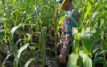 Polsek KSKP Tembilahan Tinjau Perkembangan Jagung Dukung Program Asta Cita Ketahanan Pangan Nasional