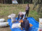 Dukung Program Asta Cita, Polsek Sabak Auh Antar Jagung Pipil Hasil Panen ke Bulog