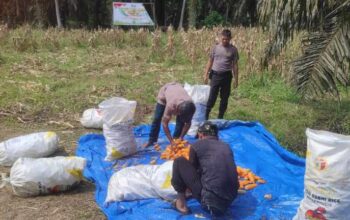Dukung Program Asta Cita, Polsek Sabak Auh Antar Jagung Pipil Hasil Panen ke Bulog