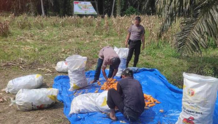 Dukung Program Asta Cita, Polsek Sabak Auh Antar Jagung Pipil Hasil Panen ke Bulog