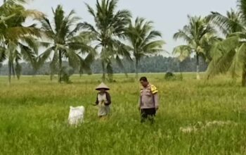 Polsek Sungai Batang Rawat Tanaman Padi, Dorong Ketahanan Pangan dan Kesejahteraan Masyarakat