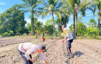 Polsek Sabak Auh Kawal Program Asta Cita, Pantau Pertumbuhan Jagung Pipil di Lahan Ketahanan Pangan
