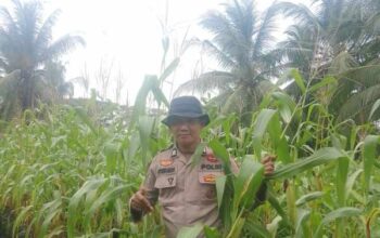 Dukung Asta Cita Presiden, Polsek KSKP Polres Inhil Dorong Produktivitas Jagung Petani Pekan Arba