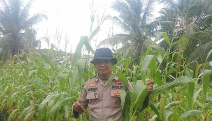 Dukung Asta Cita Presiden, Polsek KSKP Polres Inhil Dorong Produktivitas Jagung Petani Pekan Arba