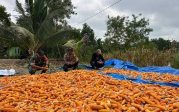 Sinergi Polri dan Petani di Kateman Berbuah Panen Jagung untuk Swasembada