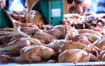 Stok Ayam Tinggal 30 Persen, Pemkab Turun Tangan Usai Harga Tembus Rp70 Ribu