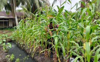 Sinergi Polri dan Petani, Polsek Kawasan Pelabuhan Tembilahan Tinjau Tanaman Jagung di Pekan Arba