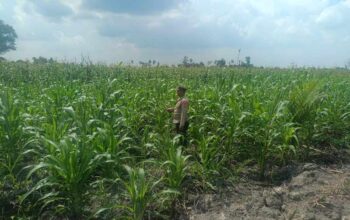 Kapolsek Sungai Batang Perkuat Ketahanan Pangan, Kanit Binmas Pantau Perkembangan Jagung di Paret Limau
