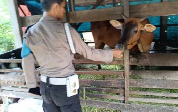 Dukung Swasembada Pangan, Personel KSKP Polres Inhil Beri Penyuluhan kepada Peternak Sapi