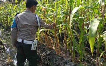 Dukung Asta Cita Presiden, Polisi Turun ke Ladang: Tanaman Jagung Dipupuk, Ketahanan Pangan Diperkuat