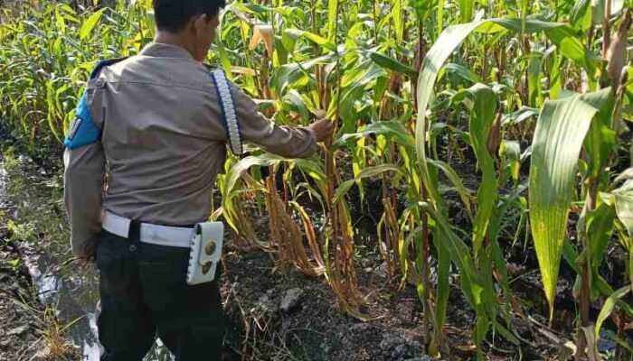 Dukung Asta Cita Presiden, Polisi Turun ke Ladang: Tanaman Jagung Dipupuk, Ketahanan Pangan Diperkuat