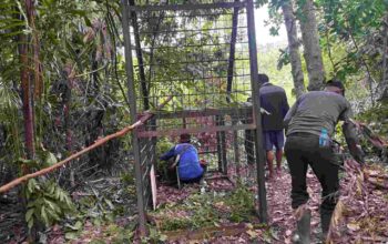 Jejak Harimau Sumatera Jadi Perhatian di Pulau Burung, BKSDA Turun Langsung Pasang Camera Trap dan Kerangkeng Perangkap