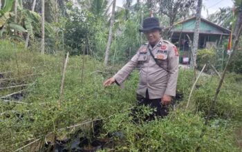 Polsek KSKP Tembilahan Sulap Lahan Kosong Jadi Kebun Cabai Rawit