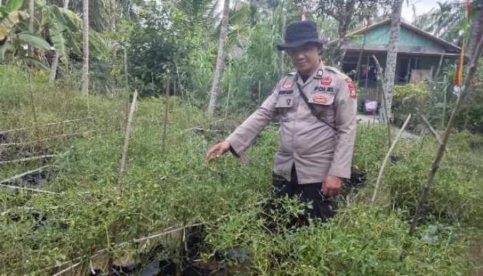 Polsek KSKP Tembilahan Sulap Lahan Kosong Jadi Kebun Cabai Rawit