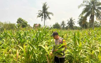 Jagung Pulau Palas Mulai Berbunga, Polisi Temukan Gangguan Hama Belalang