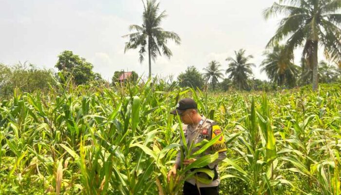 Jagung Pulau Palas Mulai Berbunga, Polisi Temukan Gangguan Hama Belalang